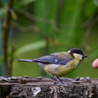 От синички хмурый день светлей.. :: Николай Соколухин