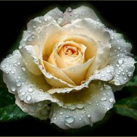 Роза в капельках дождя ... :: Валентина Надсон