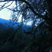 Лес :: Serega SchütZ