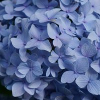 * :: Алёна Савина