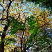 Адлер. Пансионат "Орбита" :: Нина Бутко