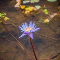 Кувшинка :: Максим 