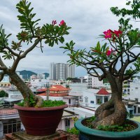 *** :: Николай Чекалин