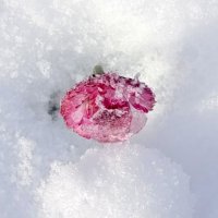 Внезапный снегопад. :: tatiana 