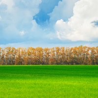 Поле :: Alex Bush