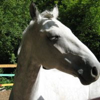 Благородство :: Надежда 