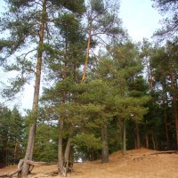 Репино :: Наталья Герасимова