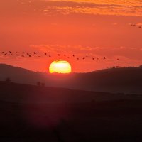 Журавли летят на закат :: Александр Деревяшкин