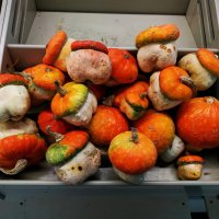 Тыквы больше похожие на грибы :: Андрей Лукьянов Тыквы больше похожие на грибы :: Андрей Лукьянов