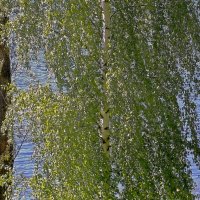 Береза над Невой :: Фотогруппа Весна