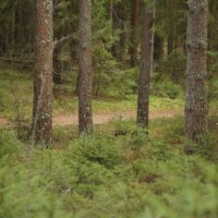 Лес :: fogmeadowww m