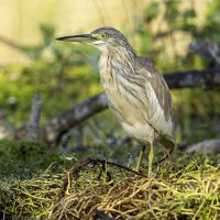 Жёлтая цапля. :: Alexander Amromin