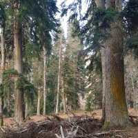 Абхазия :: Tata Wolf