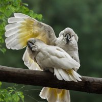 Какаду :: SanSan 