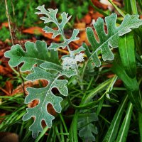 Цинерария :: Александр Лычагин