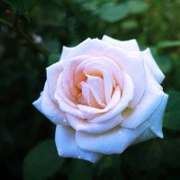 Благоуханье южной розы. :: Марина Леонидовна