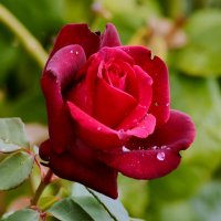 Цветы ушедшего лета :: Юрий. Шмаков