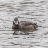 турпан. :: юрий макаров