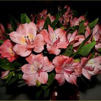 Альстромерия :: Валентина Надсон