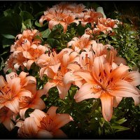 Лилии :: Натала ***