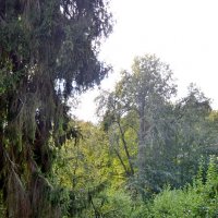 ПЕТРОВСКОЕ, вотчина Ганнибалов. :: Виктор Осипчук