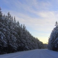 Зимняя дорога в лесу. :: Галина Полина