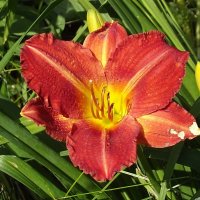 Лилейник :: Freddy 97