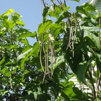 Стручки катальпы :: Freddy 97