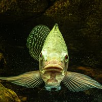 Аквариумные рыбки :: Михаил Измайлов