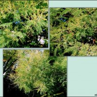 Адлер... ноябрь... :: Нина Бутко