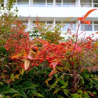 Адлер... ноябрь... :: Нина Бутко