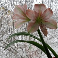 Амариллис на окне :: Сергей Ц