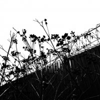 колючки натуральные и не очень :: Артём 