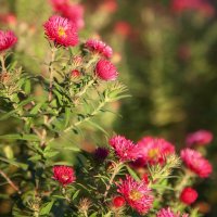 Октябрьские октябринки. :: Лилия *