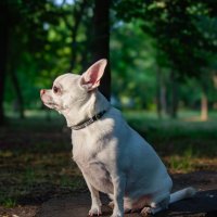 теплые деньки греемся на солнце :: Ольга Косачова