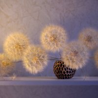 Одуванчики :: Olenka 