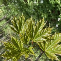 Молодые :: Ольга Савельева 