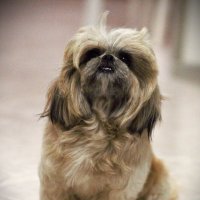 Всем известная фотомодель Лола! :: Юрий Полторыхин.