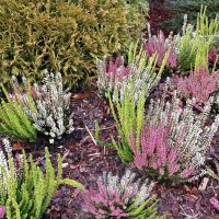 Вереск :: Veera V