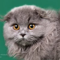 Хайленд-фолд :: Светлана Ищенко