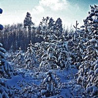 Декабрь...Молодой лес на старой вырубке! :: Владимир 