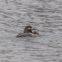 турпан. :: юрий макаров