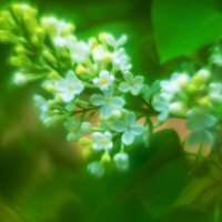 Черёмуха :: Олег Загорулько