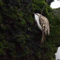 Пищуха. :: Владимир Безбородов Пищуха. :: Владимир Безбородов