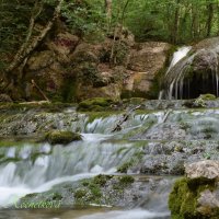 Природа Крыма :: Amazing Cosmea