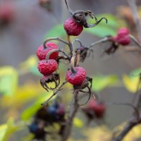 Ягоды шиповника :: Александр Синдерёв