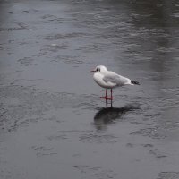 По первому ледку :: Рита Симонова По первому ледку :: Рита Симонова