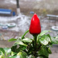 А за окном бесснежный декабрь... :: Андрей Заломленков А за окном бесснежный декабрь... :: Андрей Заломленков