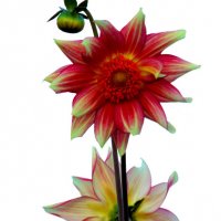 Георгинки бывают разные. :: nadyasilyuk Вознюк