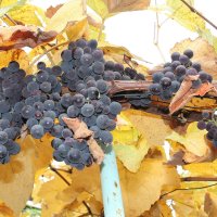 Изабелла :: Ирина Изабелла :: Ирина